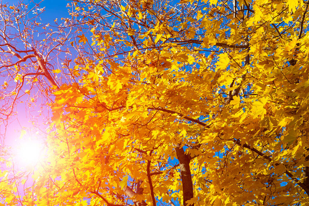 Maple branches with yellow leaves in autumn, in the light of sun. Dry autumnal leaves background, golden maple tree foliage autumn park, fall nature - Foto, Bild
