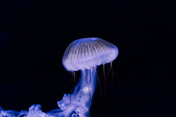 Grupa jasnoniebieskich meduz pływających w akwarium - Zdjęcie, obraz