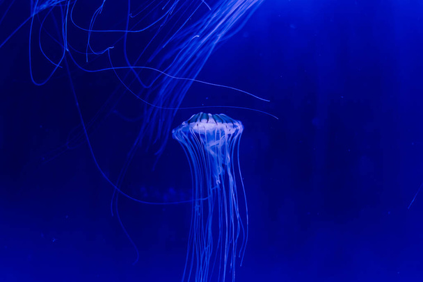 Gruppe hellblauer Quallen schwimmt im Aquarium - Foto, Bild