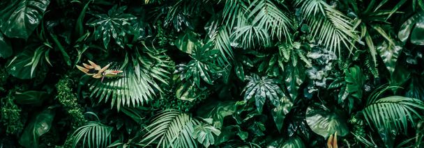Foglie tropicali come sfondo naturale e ambientale, giardino botanico e sfondo floreale, crescita delle piante e progettazione del paesaggio - Foto, immagini