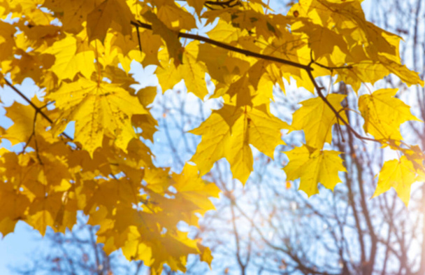 Background of blurred autumn maple leaves, in the light of the sun. Background of dry autumn leaves, autumn park with golden maple foliage, autumn nature - 写真・画像