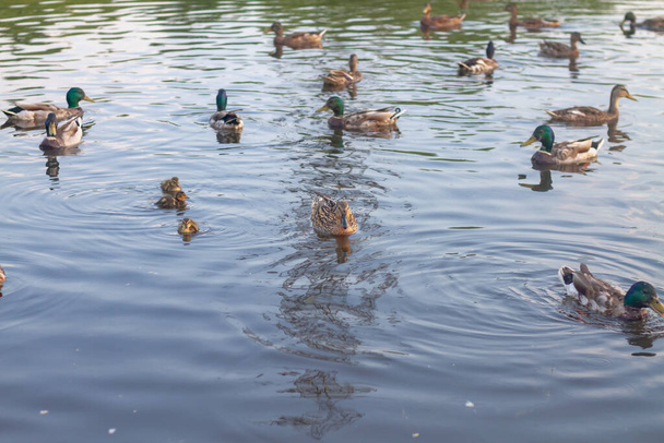Летом в пруду плавают утки с утятами.. - Фото, изображение
