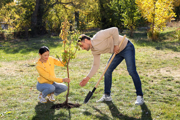 People planting young tree in park on sunny day - Фото, изображение
