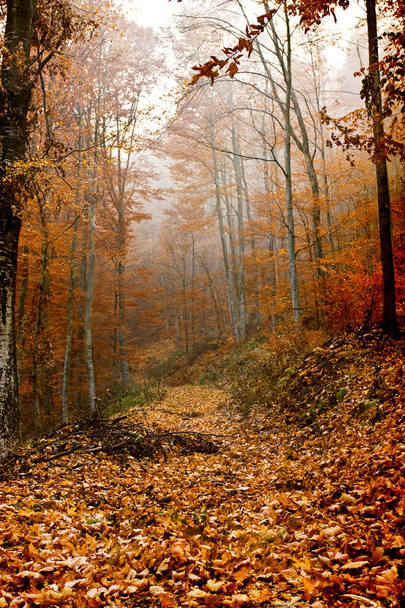 Листья покрыты дорожкой в лесу
 - Фото, изображение