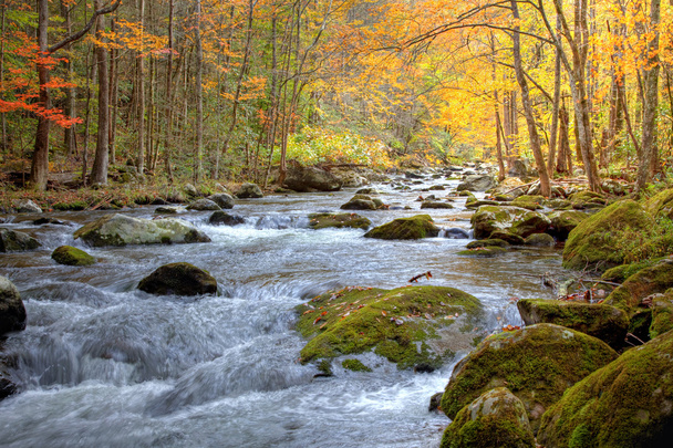 Smoky Mountain Stream en otoño
 - Foto, imagen