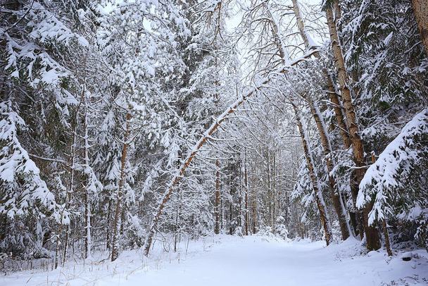 abetos de invierno en el paisaje forestal con nieve cubierta en diciembre - Foto, imagen