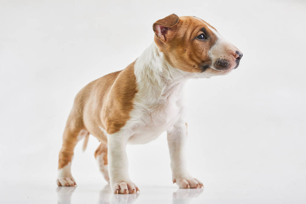 Miniature bull terrier puppy posing on white background. Portrait of a red or brown bull terrier in studio. Canine friend. - Zdjęcie, obraz