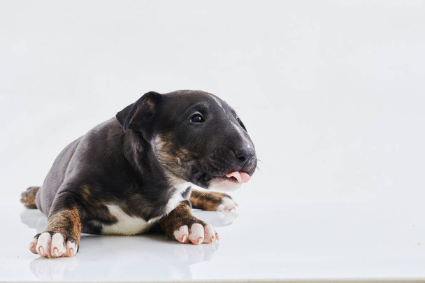 Miniature bull terrier dog lies on a white background. Funny Dark Bull terrier puppy - studio portrait. - Zdjęcie, obraz