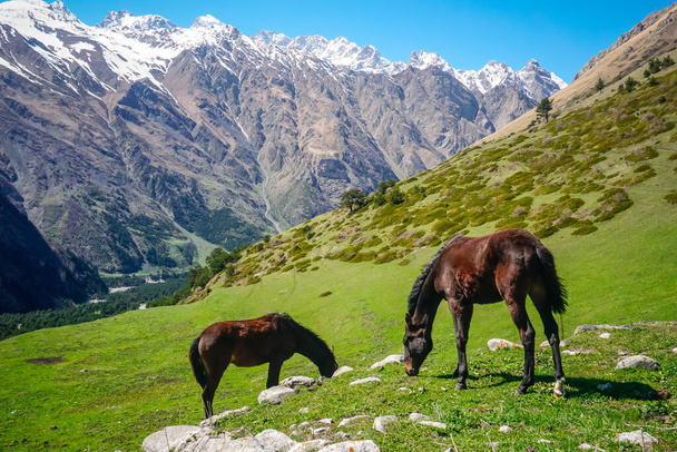 Two horses graze in a meadow in the mountains - Foto, immagini