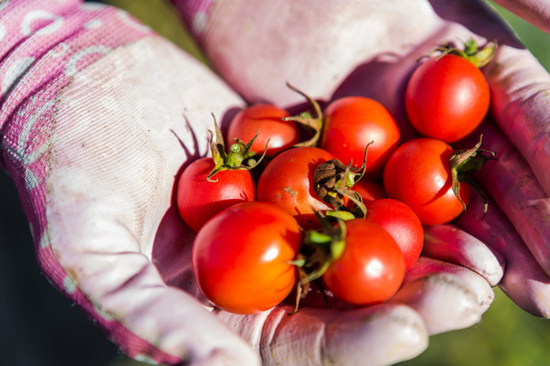 Kasvipuutarha - tomaatit
 - Valokuva, kuva