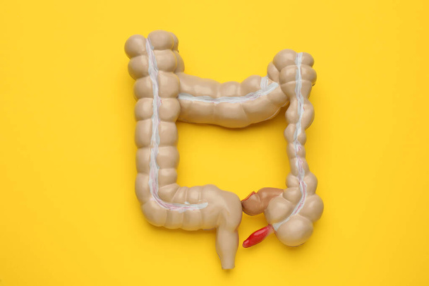 Anatomical model of large intestine on yellow background, top view - Foto, Imagen
