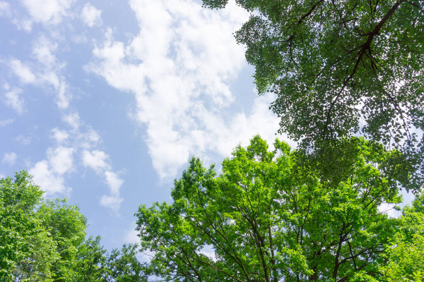 青い空に対する木の低角度ショット - 写真・画像