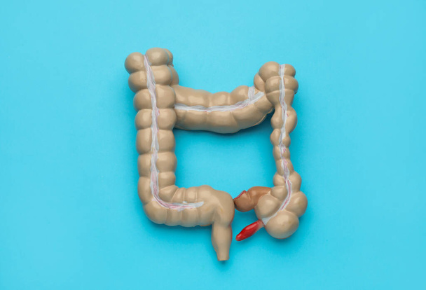 Modello anatomico di intestino crasso su sfondo turchese, vista dall'alto - Foto, immagini