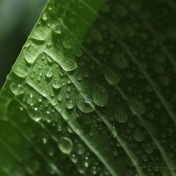 leaf with water dew drops - Photo, Image