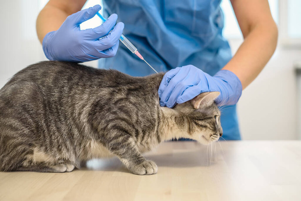 Female veterinarian doctor is giving an injection to a grey cat - Valokuva, kuva