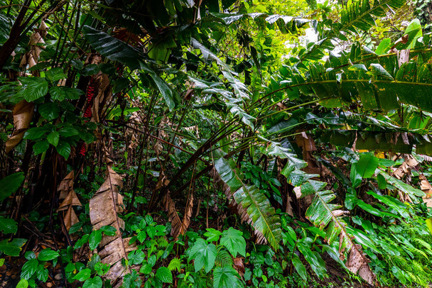 Zapierająca dech w piersiach przyroda poprzez ścieżkę dżungli do Zaginionych Wodospadów w Boquete Panama - Zdjęcie, obraz