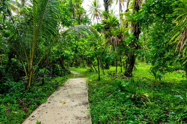 Pristine Caribbean island with lush vegetation in the marine park of Bastimentos, Cayos Zapatilla, Bocas del Toro, Panama - Foto, Imagem