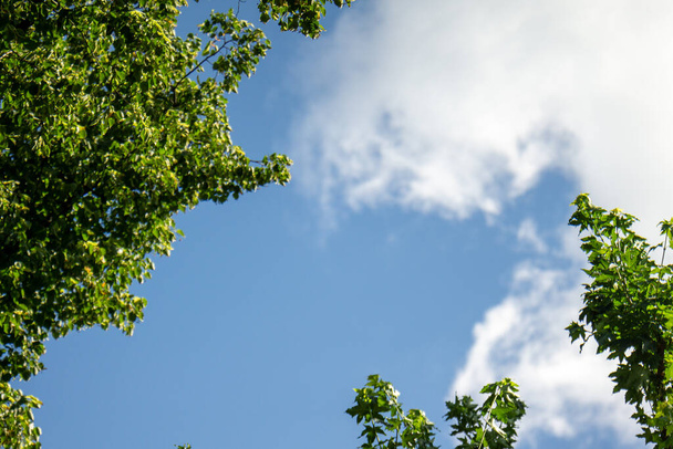 The green leaves on branches of trees against the sky - Fotoğraf, Görsel