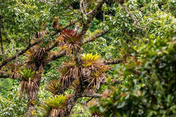 Isola caraibica di Pristine con vegetazione lussureggiante nel parco marino di Bastimentos, Cayos Zapatilla, Bocas del Toro, Panama
 - Foto, immagini