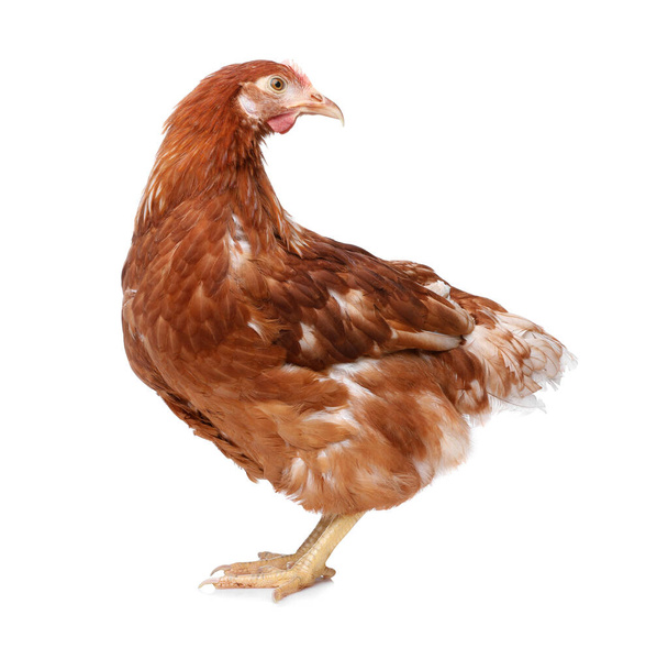 Beautiful chicken on white background. Domestic animal - Foto, Imagen