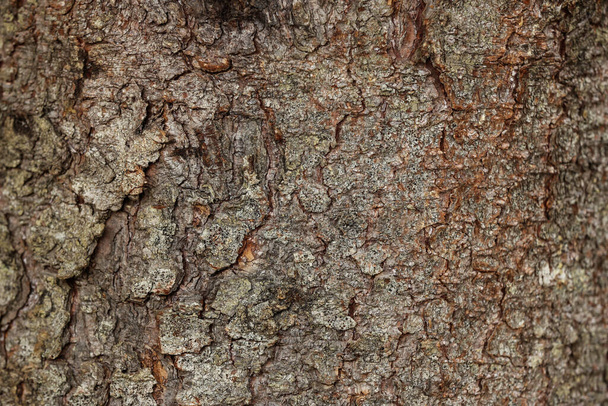 Texture of tree bark as background, closeup view - Zdjęcie, obraz