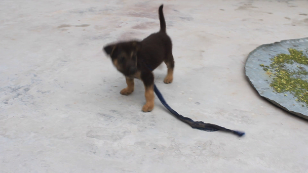 kleine zwarte hond spelen - Video