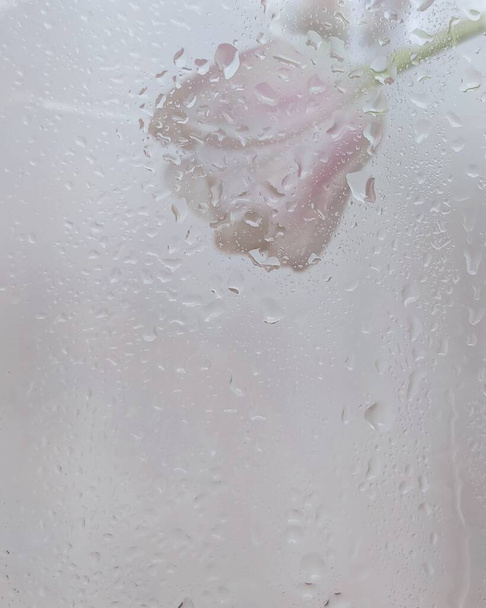 beautiful tulip flower behind glass with drops - Photo, Image