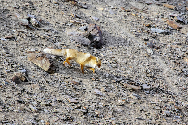 Pohled na divokou červenou lišku opatrně klesající po skalnatém svahu. Běžná dospělá liška prochází otevřeným prostorem horské krajiny.  - Fotografie, Obrázek