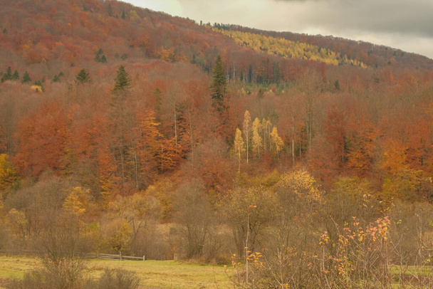 Autumn forest in the Ukrainian Carpathians. cielo tormentoso gris. Marco completo. Desenfoque y enfoque selectivo - Foto, imagen