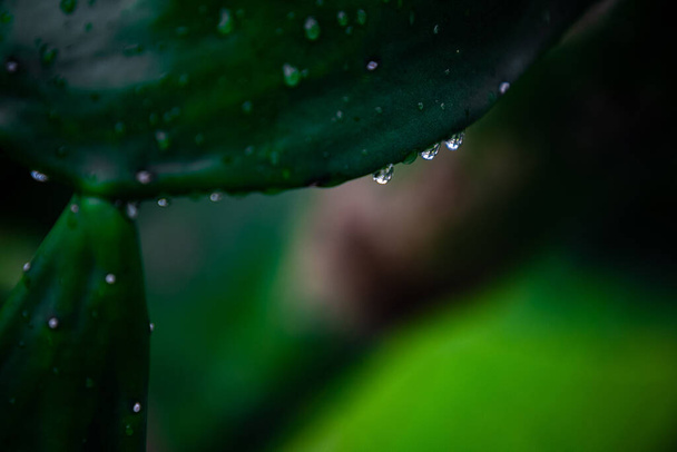 A selective focus shot of a green plant with dew - Фото, изображение