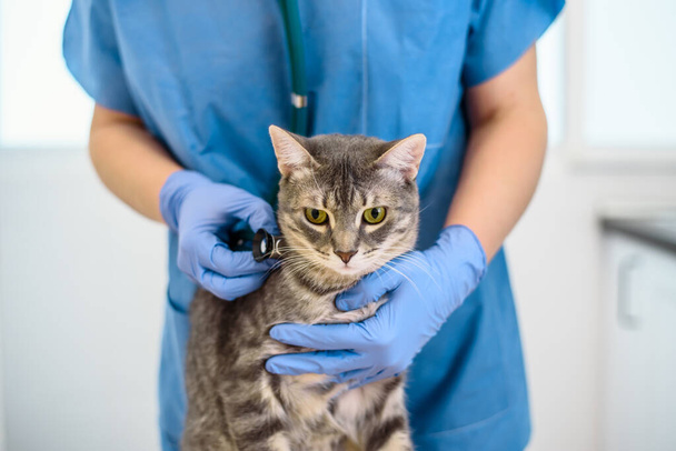 Female veterinarian doctor is examining a grey cat with stethoscope - Фото, зображення