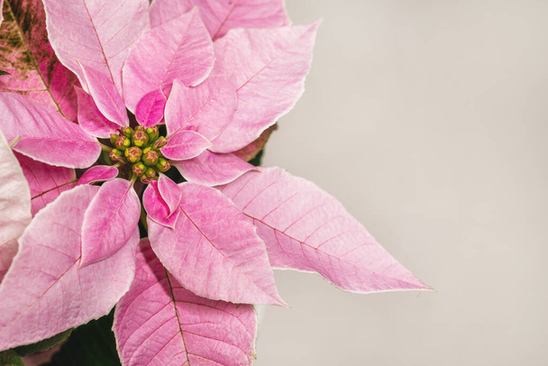 Close up Christmas pink poinsettia plant - Foto, immagini