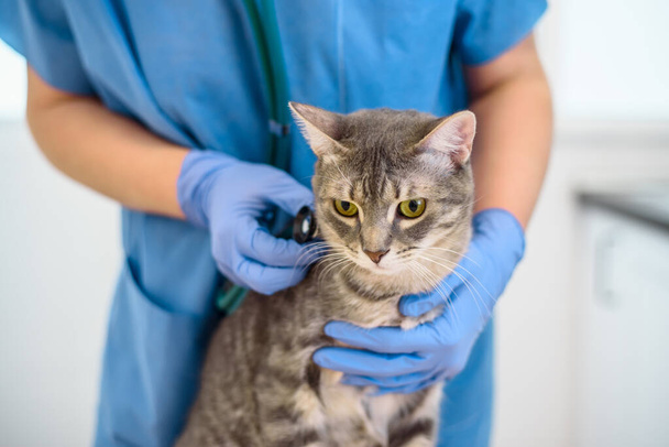 Female veterinarian doctor is examining a grey cat with stethoscope - Фото, зображення