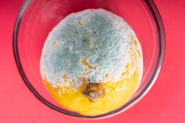 Un citron pourri agrumes recouvert de champignons. Stockage inadéquat des aliments. - Photo, image