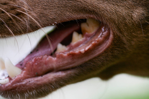 Рот собаки з гострими білими зубами. Собака відкриває рот крупним планом. Вид збоку рота собаки
. - Фото, зображення