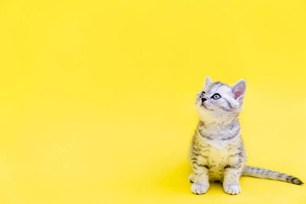 Portrait cute little funny striped Scottish fold grey Kitten cat sitting on yellow studio background. Copyspace for text - Foto, Imagen