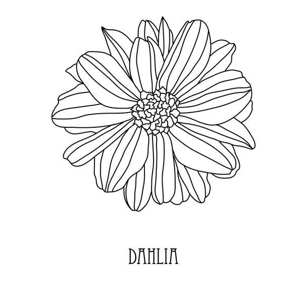 Decorative hand drawn dahlia flower, design element. Can be used for cards, invitations, banners, posters, print design. Floral line art style - Vector, imagen