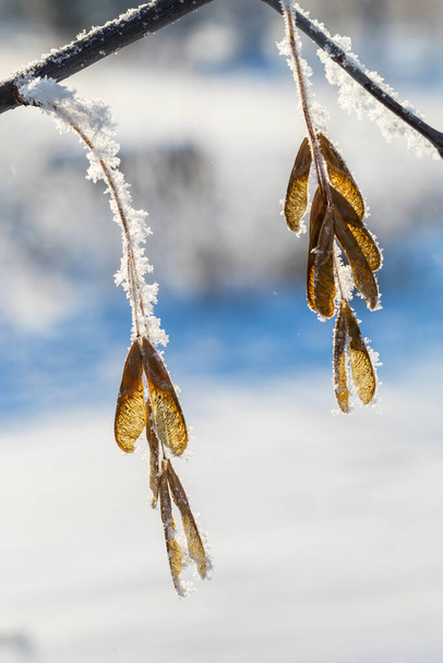 Close-up of frozen plants on a sunny winter day.  - Фото, изображение