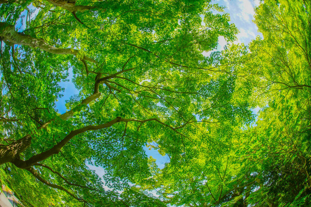 緑のミジと青空。撮影場所：神奈川県鎌倉市 - 写真・画像