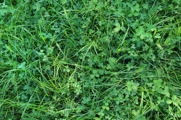 Fresh green grass and clover leaves - Fotoğraf, Görsel