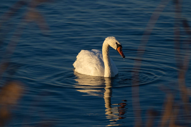 swan on Nove Mlyny reservoir, Southern Moravia, Czech Republic - Photo, Image