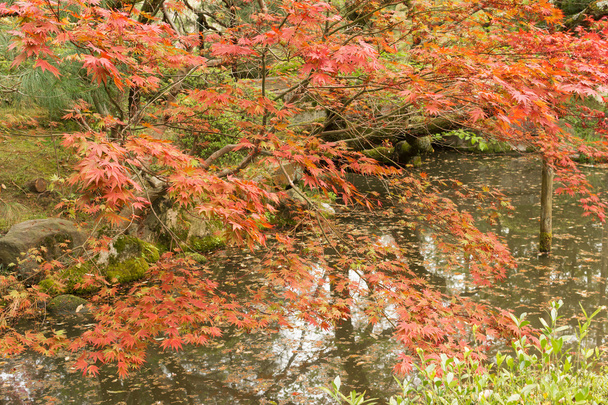 Red maples planted on the shore and reflection. - 写真・画像