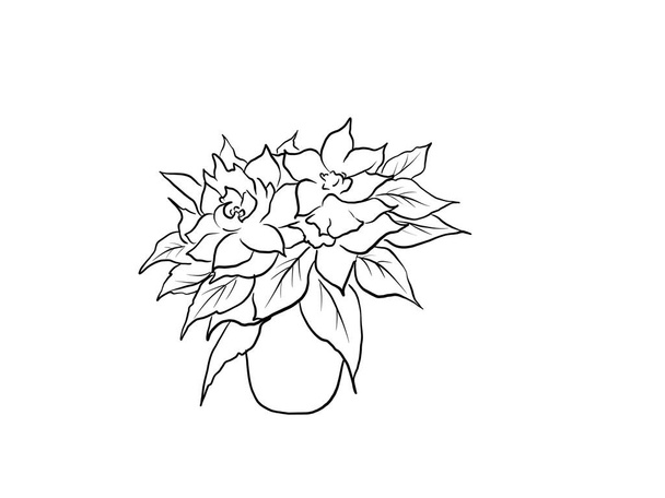 poinsettia flower outline isolated on a white background - Photo, Image