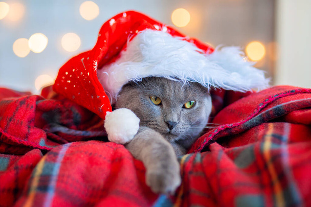 Гарний сірий кіт у червоному різдвяному капелюсі спить, загорнутий у червону плед на фоні різдвяної гірлянди
 - Фото, зображення