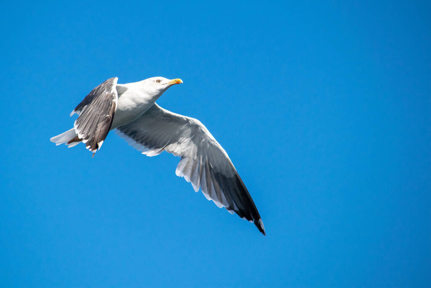 uma imagem de uma gaivota voando para o céu contra fundo azul cristalino - Foto, Imagem