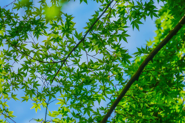 Green Miji and blue sky. Shooting Location: Kamakura City, Kanagawa Prefecture - Zdjęcie, obraz