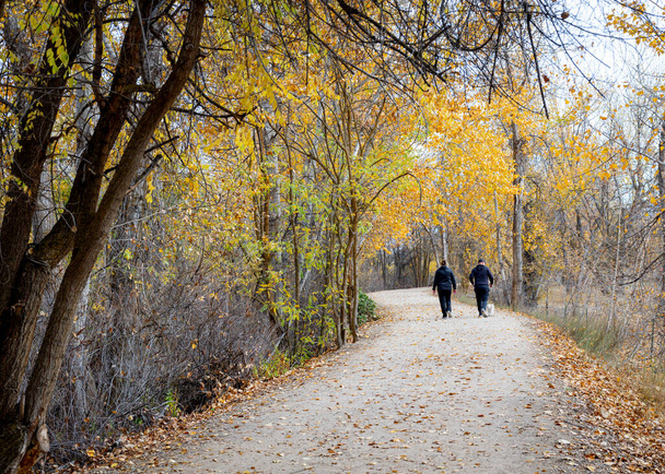 Autumn trees along a walking trail with a couple and a dog - Photo, Image