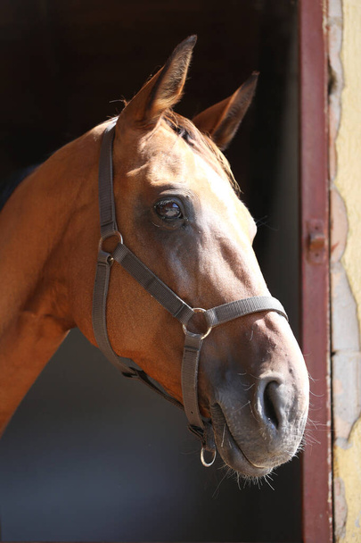 Piękna zatoka kolorowy młody koń siodło patrząc przez drzwi straganu. Koń wyścigowy czystej krwi stojący w stodole  - Zdjęcie, obraz