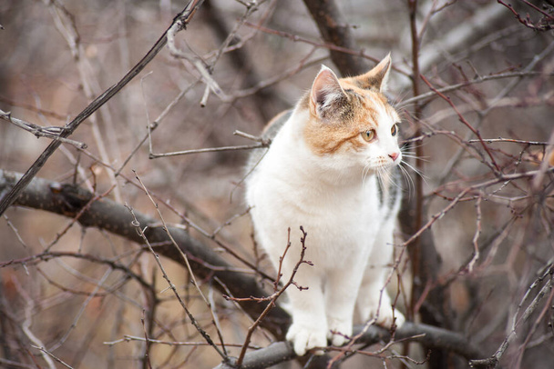 kočku na stromě. Kočka vylezla na strom - Fotografie, Obrázek