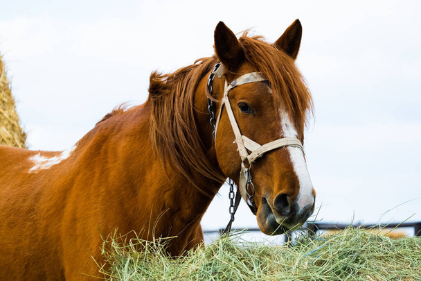 秋に農場で干し草を食べる美しい茶色の馬の肖像画。農業・畜産業 - 写真・画像